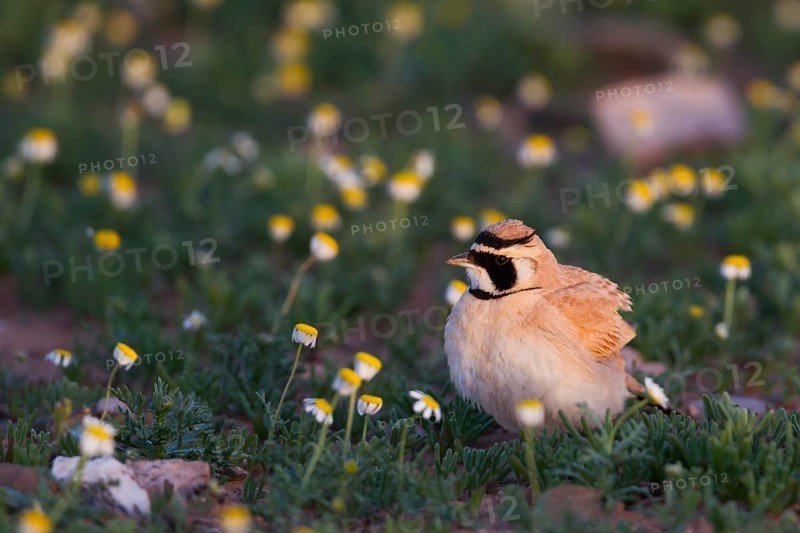 Temminck's Horned Lark - Saharaohrenlerche - Eremophila bilopha, Morocco