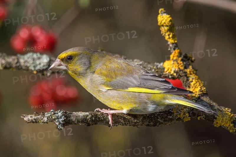 Male greenfinch (Carduelis cloris) sitting on a branch, decorated with lichen and yellow moss, Baden-Württemberg, Germany