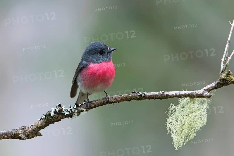 Rose Robin (Petroica rosea) male perched on a branch, Victoria, Australia