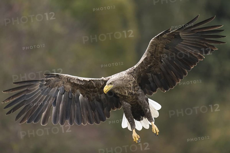 White-tailed Eagle (Haliaeetus albicilla) flying, Kutno, Poland