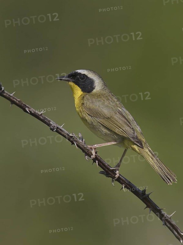 Common Yellowthroat (Geothlypis trichas), Ohio, USA