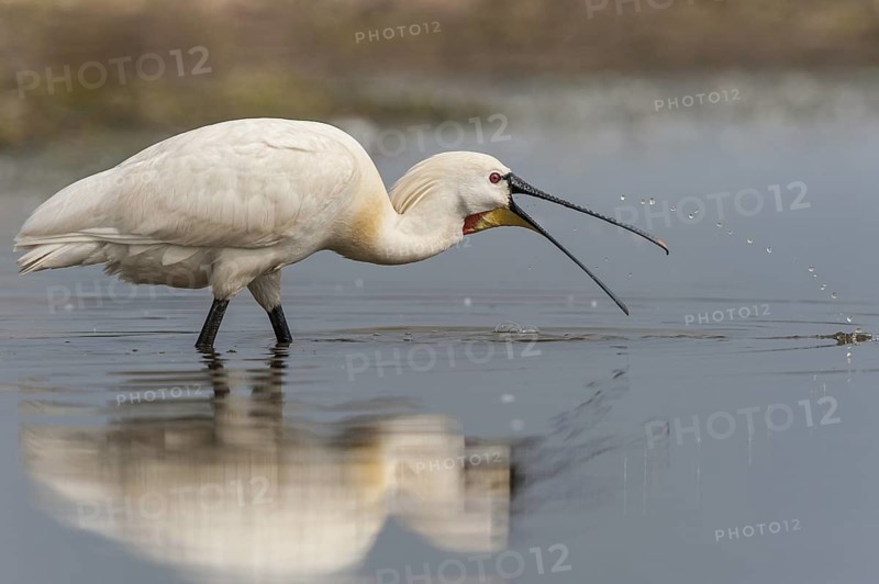 Eurasian Spoonbill (Platalea leucorodia), Schleswig-Holstein, Germany