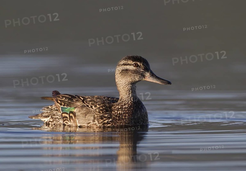 Green-winged Teal (Anas carolinensis) female, Montana, USA