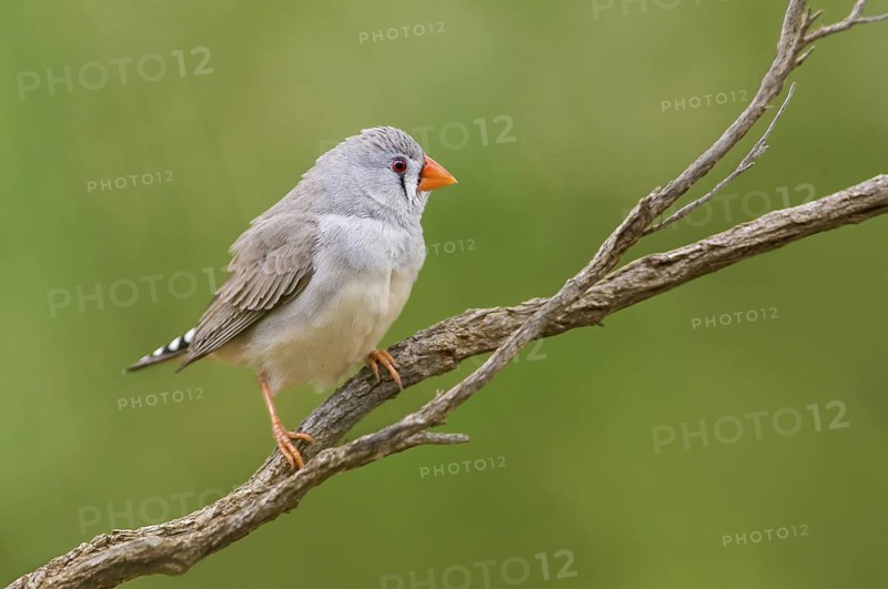Zebra Finch (Taeniopygia guttata castanotis) female, Northern Territory, Australia