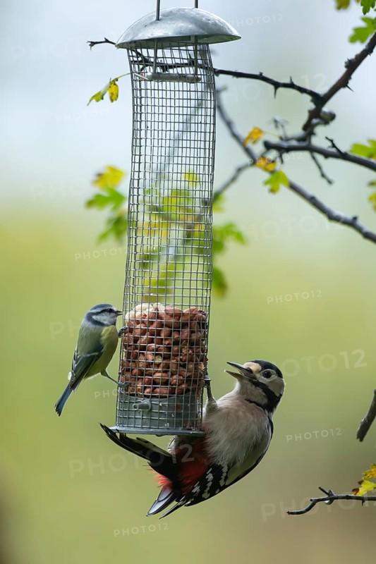Great spotted woodpecker (Dendrocopos major) and Blue tit (Cyanistes caeruleus) adult birds on a garden peanut bird feeder, England, United Kingdom