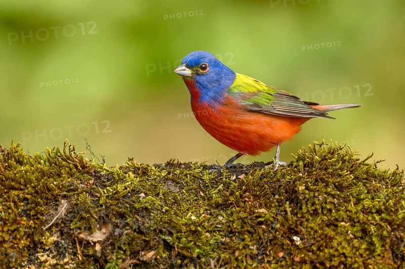 Painted Bunting (Passerina ciris) male on ground, Texas, USA