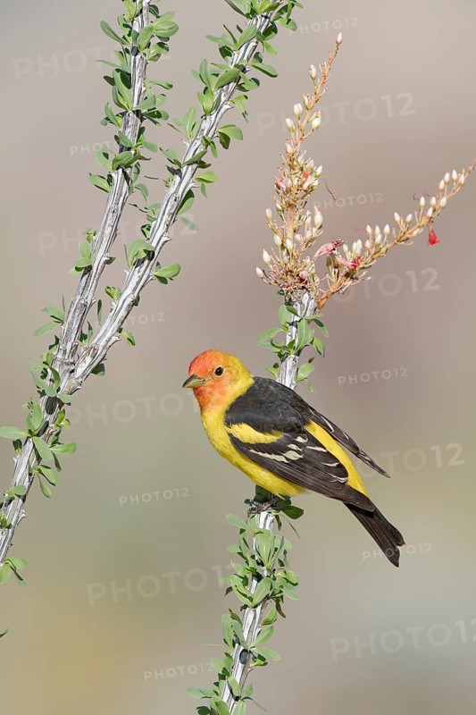 Western Tanager (Piranga ludoviciana) male, perched on a branch, Arizona, USA