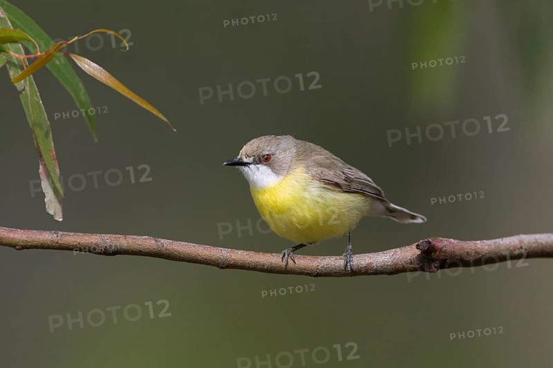 White-throated Gerygone (Gerygone olivacea), Victoria, Australia