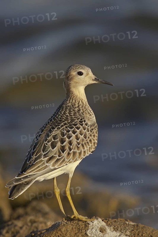 Buff-breasted Sandpiper (Calidris subruficollis), Ohio, USA