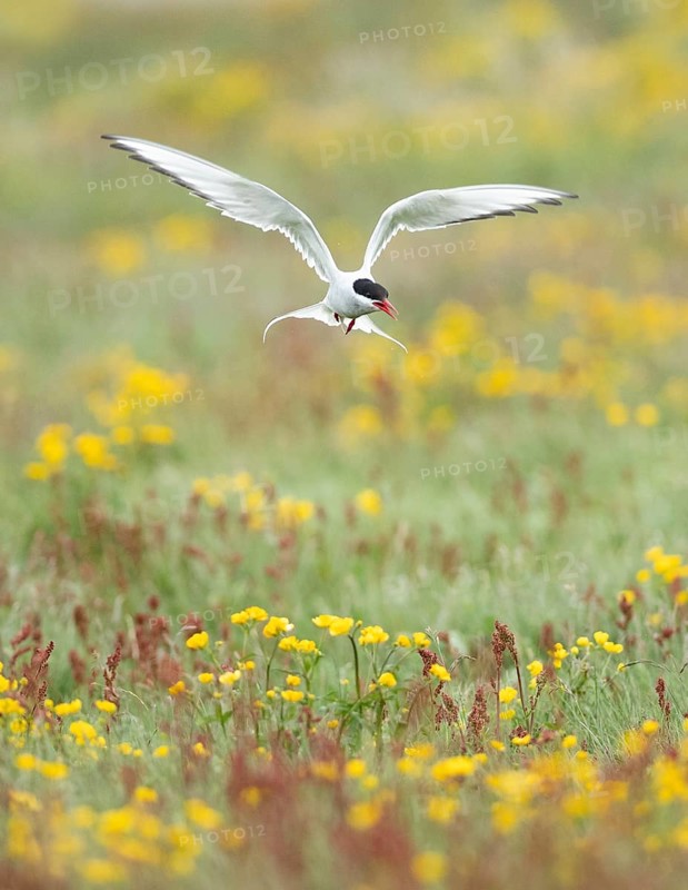 Arctic Tern (Sterna paradisaea) flying over flowering meadow, Iceland