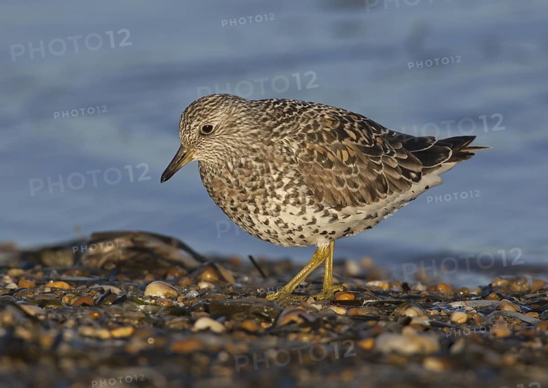 Surfbird (Calidris virgata), Alaska, USA