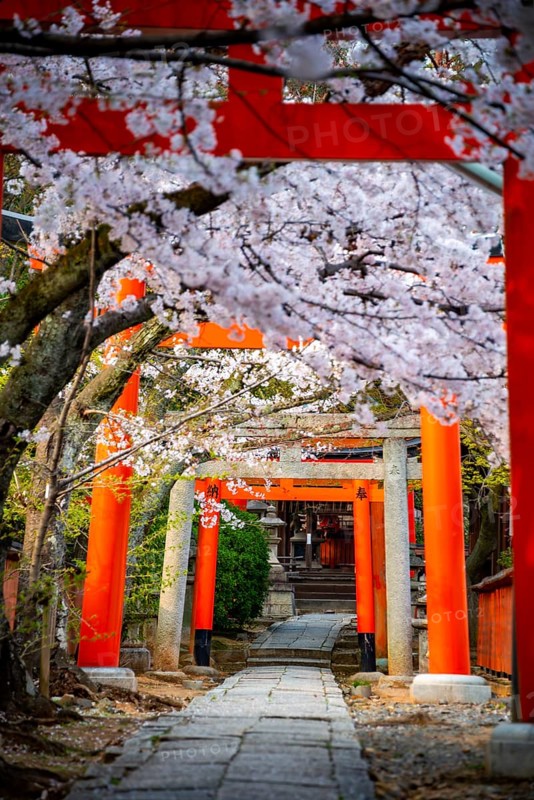 Blooming cherry trees, red torii gates at Takenaka-Inari-Jinja Shrine, Kyoto, Japan