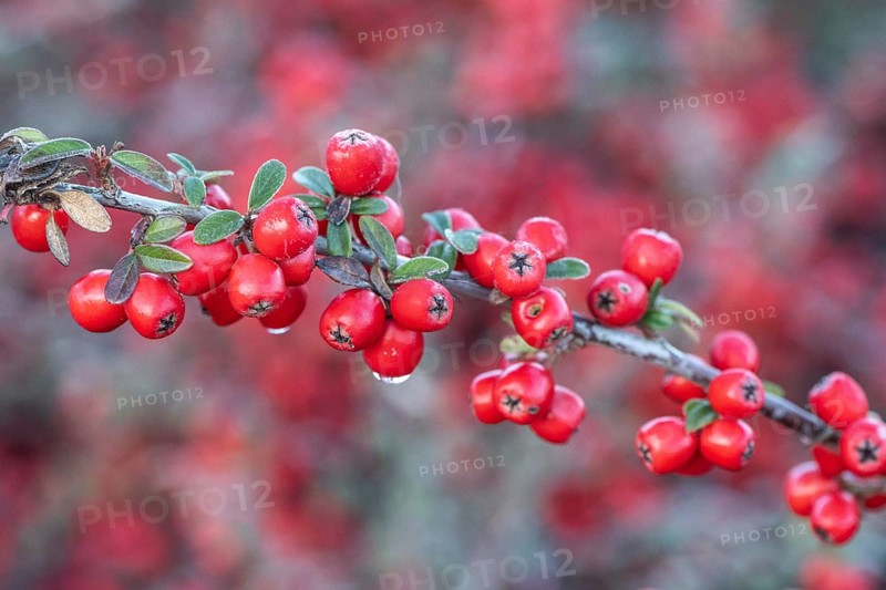 Fan-shaped cotoneaster (Cotoneaster horizontalis), Emsland, Lower Saxony, Germany
