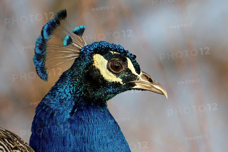 A detailed close-up of a peacock head highlights the vibrant blue feathers, elegant crest, and piercing eye, capturing the essence of this magnificent bird