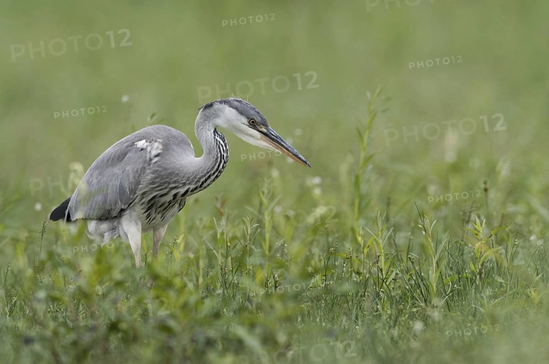 Grey Heron (Ardea cinerea), Thuringia, Germany
