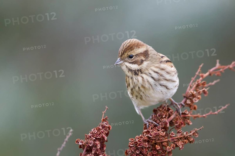 Reed Bunting - Rohrammer - Emberiza schoeniclus ssp. schoeniclus, Germany
