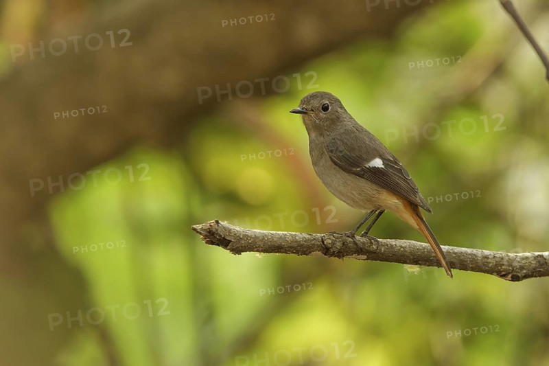 Daurian Redstart (Phoenicurus auroreus) female, Doi Lang, Thailand