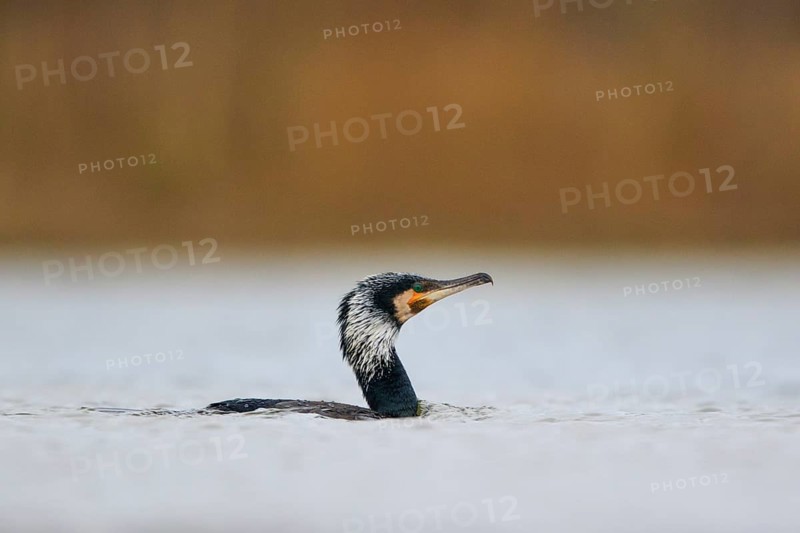 Great Cormorant (Phalacrocorax carbo), North Rhine-Westphalia, Germany