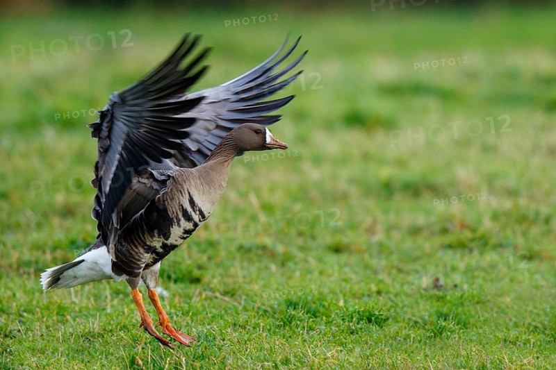 Greater White-fronted Goose (Anser albifrons) flying, North Rhine-Westphalia, Germany