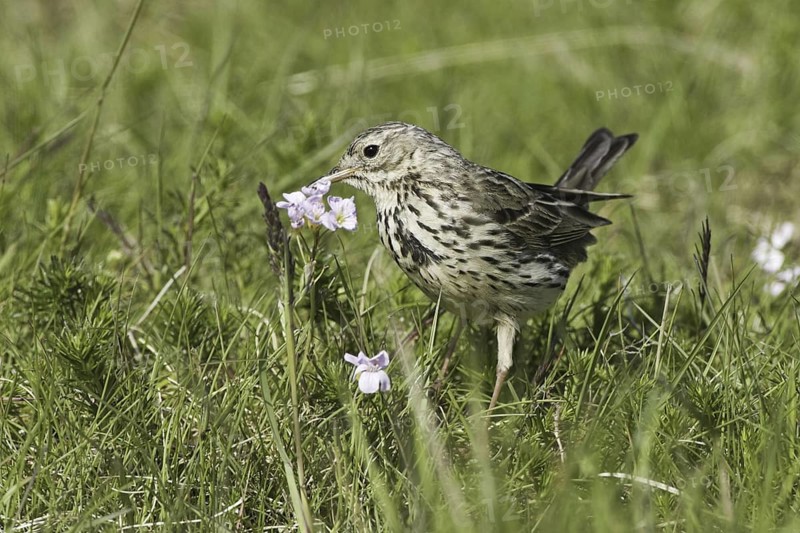 Meadow Pipit (Anthus pratensis), Iceland