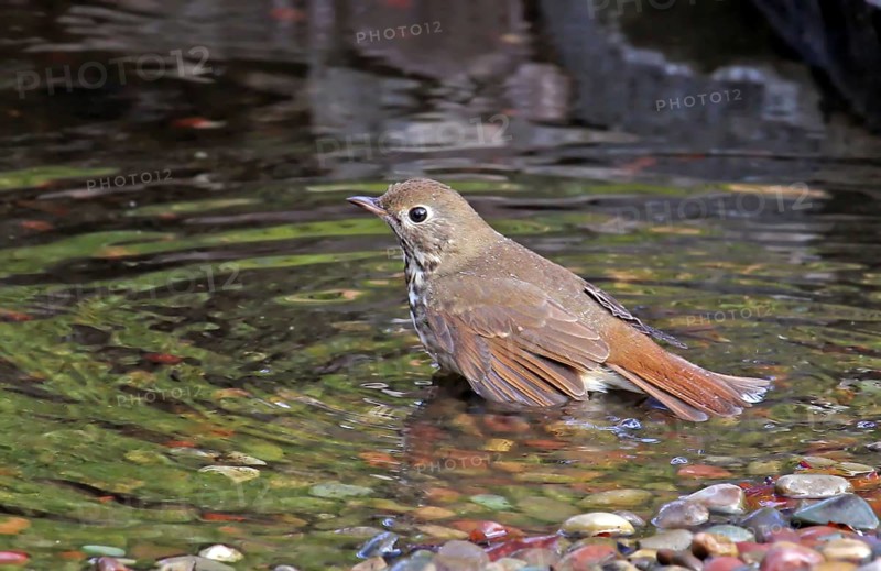 Hermit Thrush, Catharus guttatus, bathing in a backyard pond in Saskatoon, Saskatchewan, Canada