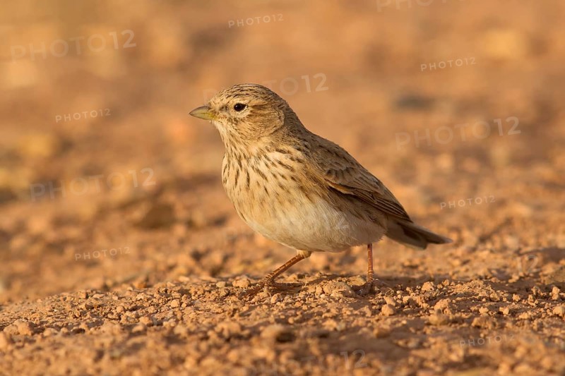 Lesser Short-toed Lark (Alaudala rufescens), Morocco
