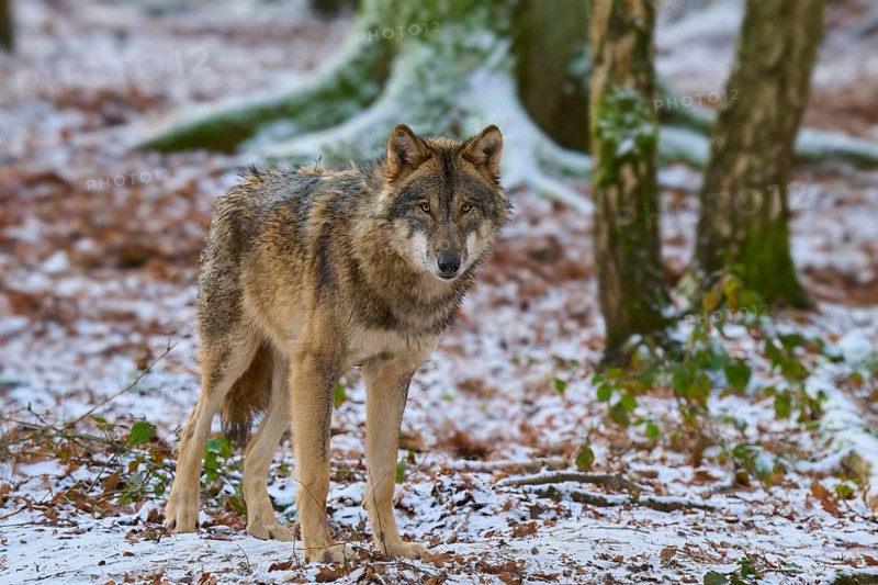 A wolf stands in a snowy forest next to mossy trees, winter, wolf (Canis lupus), Germany