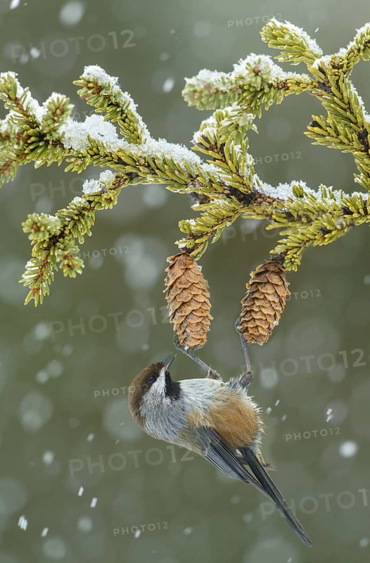 Boreal Chickadee (Poecile hudsonicus), Alaska, USA