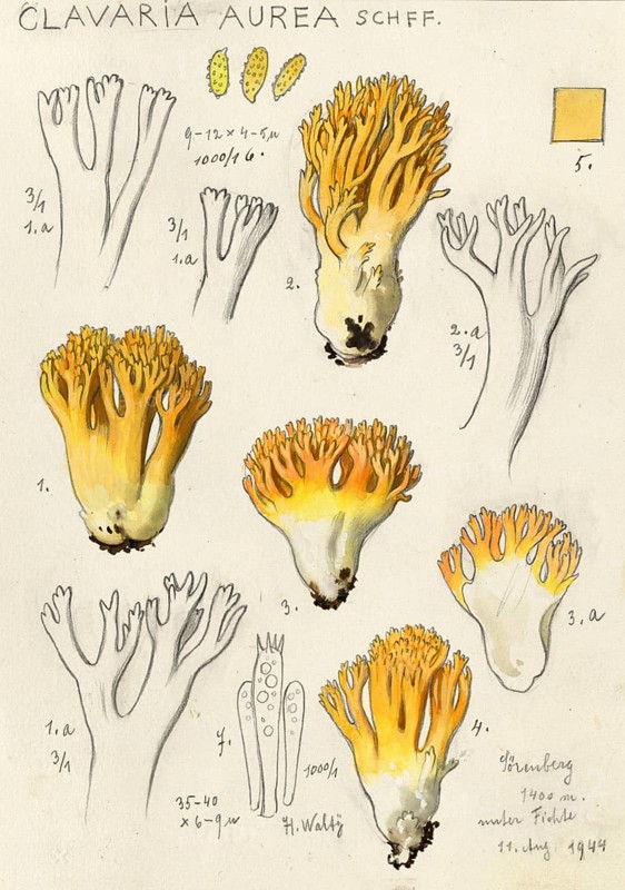Mushroom, fungus, Golden yellow coral, Ramaria aurea, syn. Clavaria aurea, authentic reproduction of an illustration by Hans Walty (1868-1948) from about 1915, historical