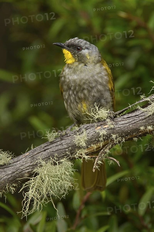 Yellow-throated Honeyeater (Nesoptilotis flavicollis), Tasmania, Australia