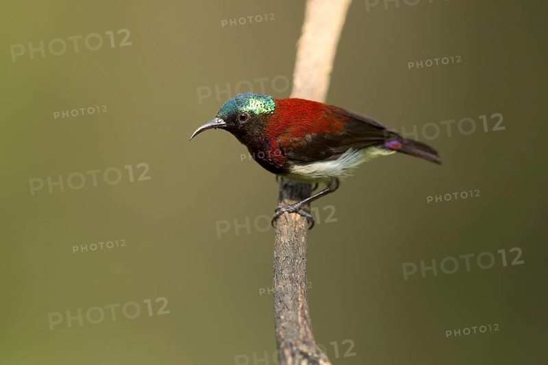 Crimson-backed Sunbird (Leptocoma minima) male, Kerala, India