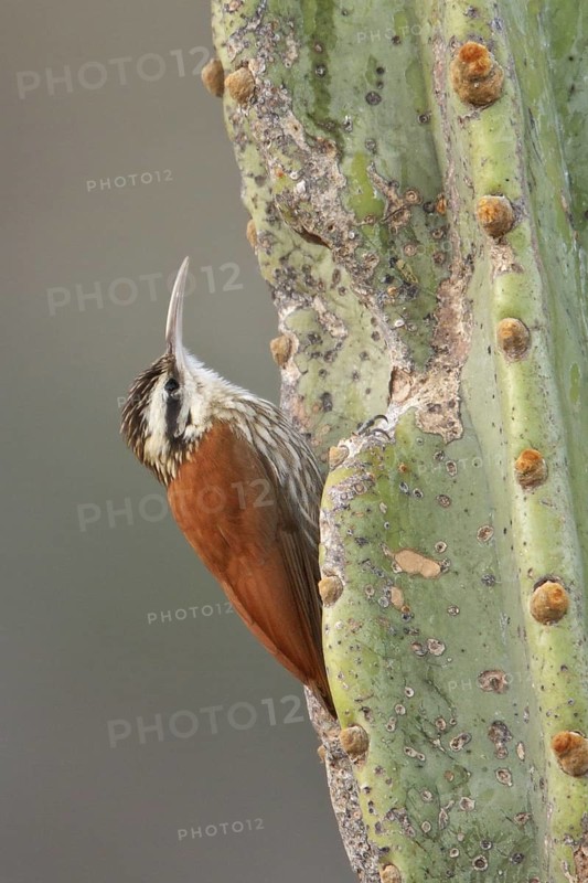 Narrow-billed Woodcreeper (Lepidocolaptes angustirostris) perched on a cactus in Bolivia, South America