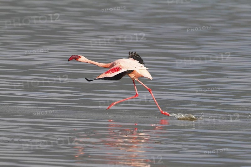 Lesser Flamingo (Phoeniconaias minor) taking flight, Lake Bogoria, Kenya