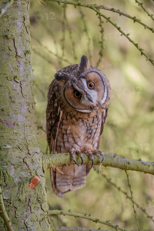 Long eared owl (Asio otus) adult bird on a pine tree branch in a woodland, England, United Kingdom