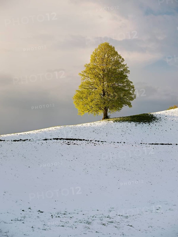 Solitary tree, lime tree (Tilia), standing on a snow-covered hill during leaf emergence, Neuheim, Canton Zug, Switzerland