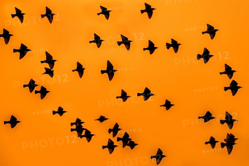 European starling murmuration, large flock of common starlings (Sturnus vulgaris) in flight silhouetted against orange sunset sky