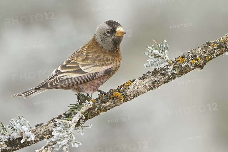 Grey-crowned Rosy Finch (Leucosticte tephrocotis), New Mexico, USA