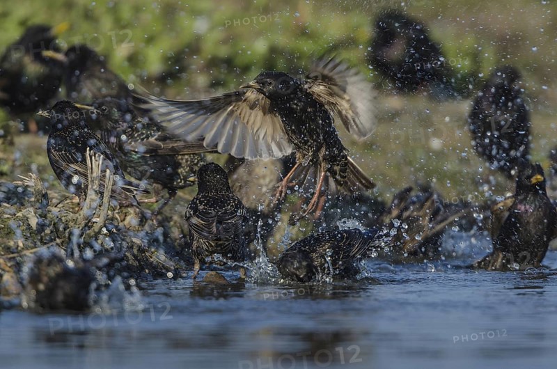 Common Starling (Sturnus vulgaris) bathing, Schleswig-Holstein, Germany