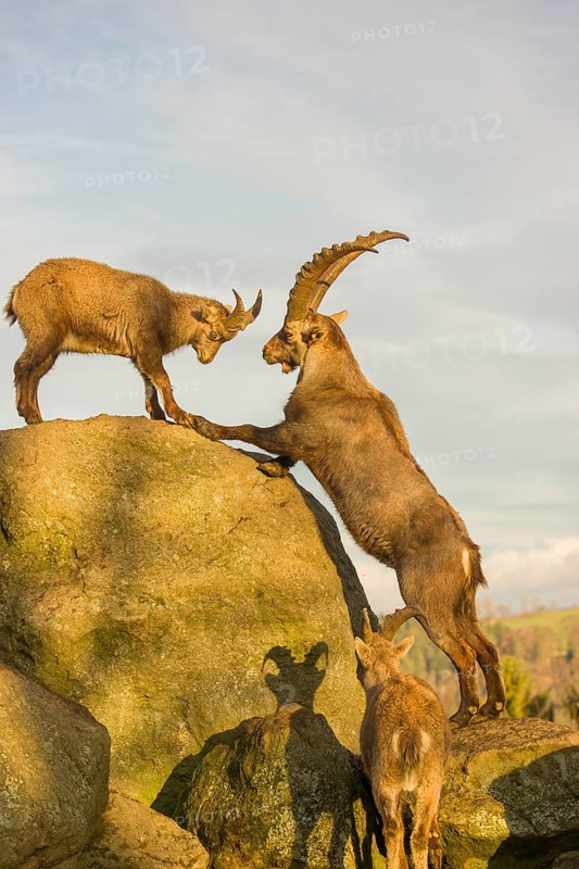 Two ibex (Capra ibex), a male and a female, play on a rock in the last light of the day