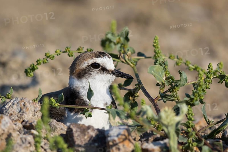 Kentish Plover (Charadrius alexandrinus) male incubating eggs, Lesvos, Greece