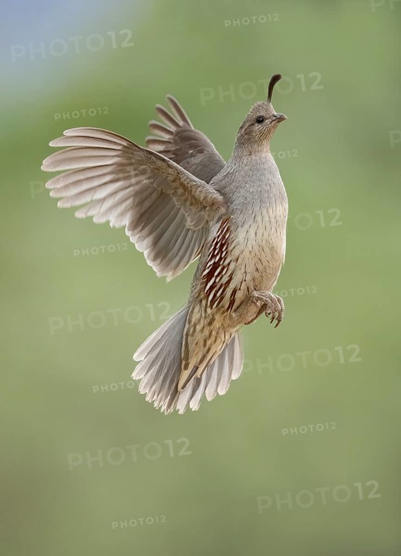 Gambel's Quail (Callipepla gambelii) female flying, Arizona, USA