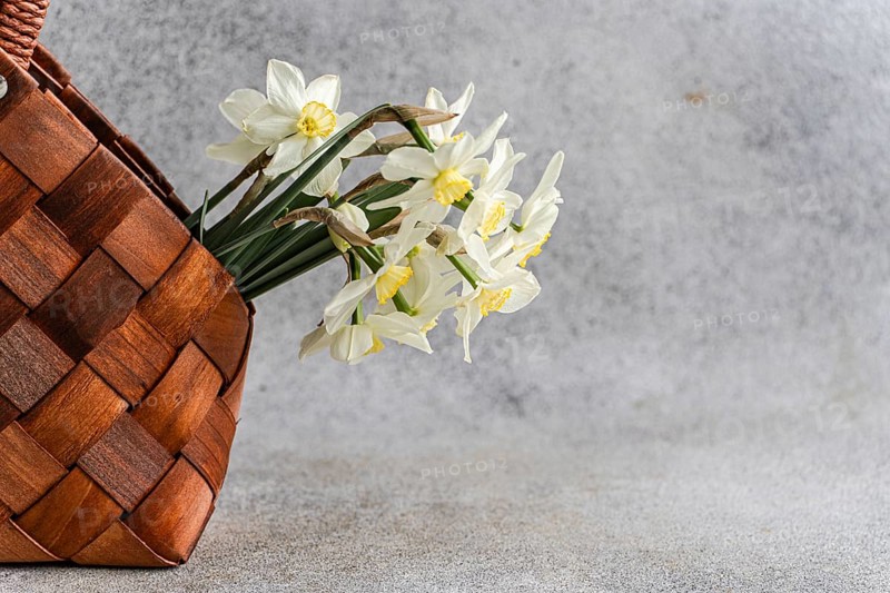 White daffodils with yellow centers elegantly draped over the side of a dark brown woven basket, set against a rough grey background, suggesting a natural rustic setting