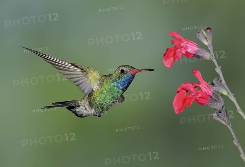 Broad-billed Hummingbird Male (Cynanthus latirostris) - Green Valley, Arizona