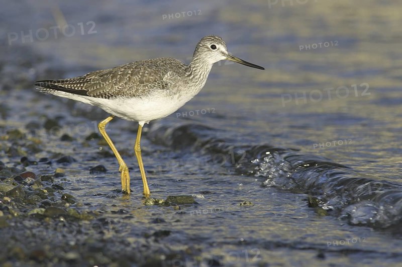 Greater Yellowlegs (Tringa melanoleuca), British Columbia, Canada