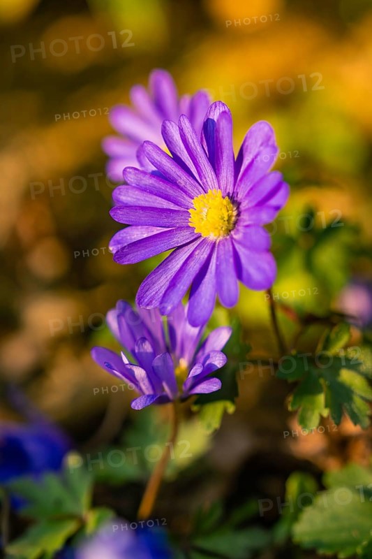 Purple flowers with yellow centre in sunlight
