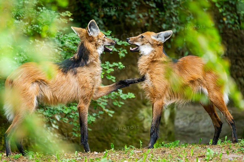 Two maned wolves (Chrysocyon brachyurus) playing with each other, arguing, Germany