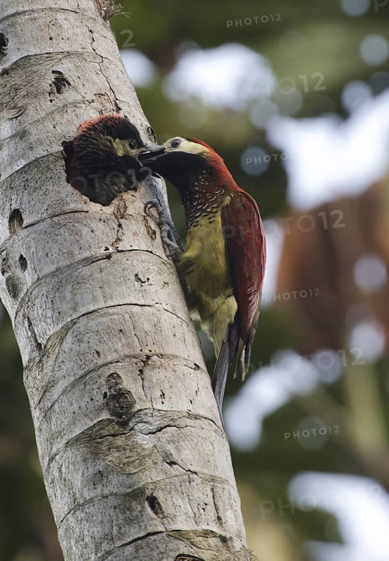 Crimson-mantled Woodpecker (Colaptes rivolii), feeding juvenile in breeding cavity, Napo, Ecuador