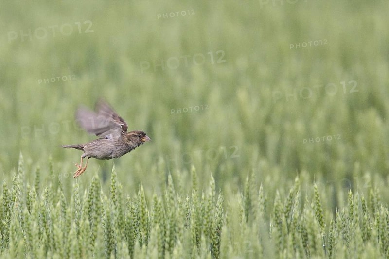 Spanish Sparrow (Passer hispaniolensis) female, Bulgaria