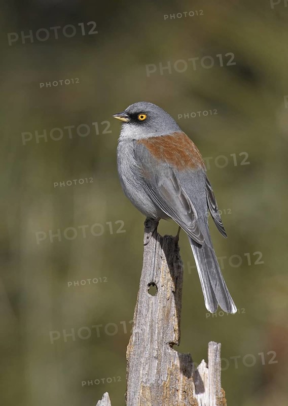 Yellow-eyed Junco (Junco phaeonotus), Arizona, USA