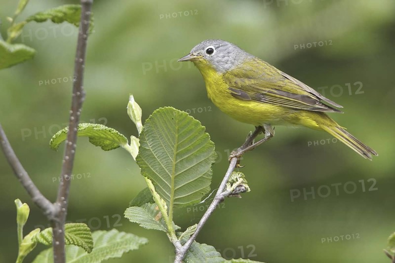 Nashville Warbler (Leiothlypis ruficapilla), Ontario, Canada